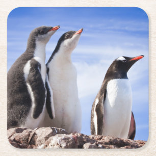 Pinguïns in Antarctica Vierkante Kartonnen Onderzetter