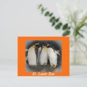 Pinguïns in de dierentuin briefkaart (Staand voorkant)