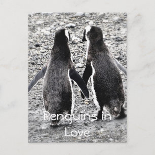 Pinguïns in de liefde briefkaart