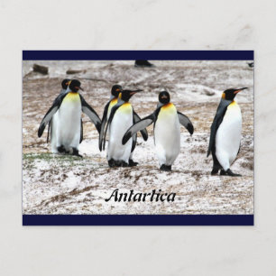 Pinguïns in frigide Antartica Briefkaart