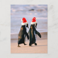 Pinguïns in kerstmannenhoeden op het strand