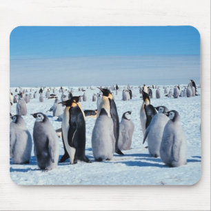 pinguïns muismat