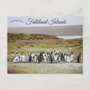 Pinguïns op Falklandeilanden Briefkaart