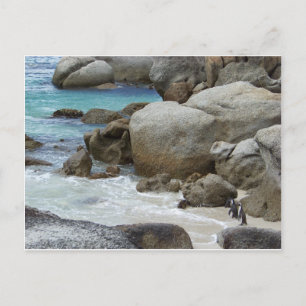 Pinguïns op het strand briefkaart