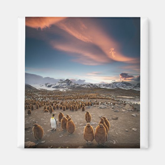 Pinguïns op Sunset Magneet (Voorkant)