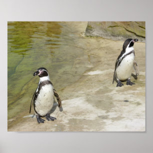 pinguïns poster