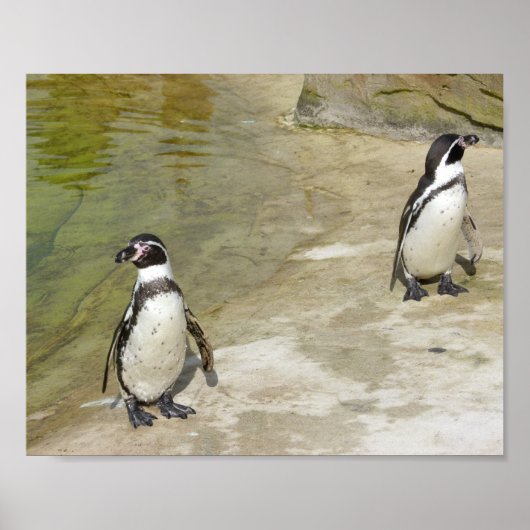 pinguïns poster (Voorkant)
