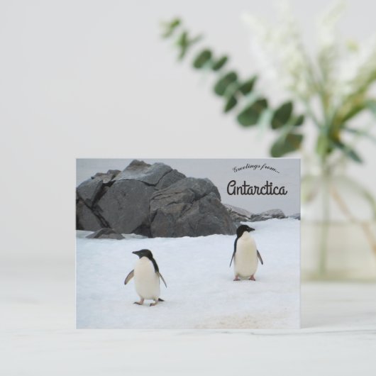Pinguïns Sally Cove Hoefijzer Antarctica Briefkaart (Staand voorkant)