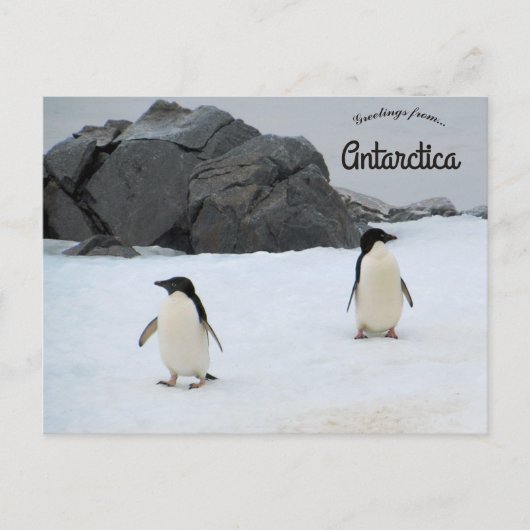 Pinguïns Sally Cove Hoefijzer Antarctica Briefkaart (Voorkant)