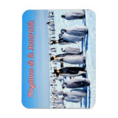 Pinguïns van Antarctica - Magneet (Verticaal)
