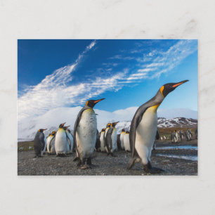 Pinguïns - Zuid-Georgië en Zuid-Sandwicheilanden Briefkaart