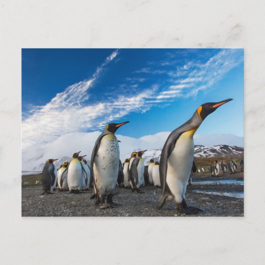 Pinguïns - Zuid-Georgië en Zuid-Sandwicheilanden Briefkaart (Voorkant)