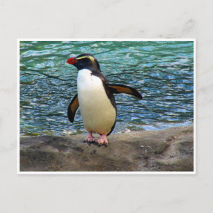 pinguïnvleugel briefkaart