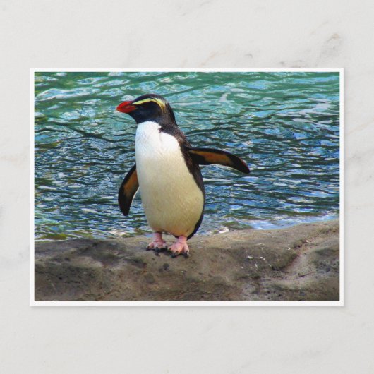 pinguïnvleugel briefkaart (Voorkant)