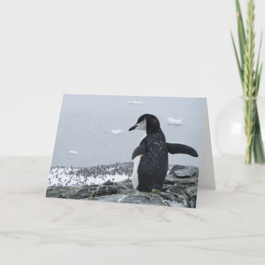 pinguïnzilla kaart (Voorkant)