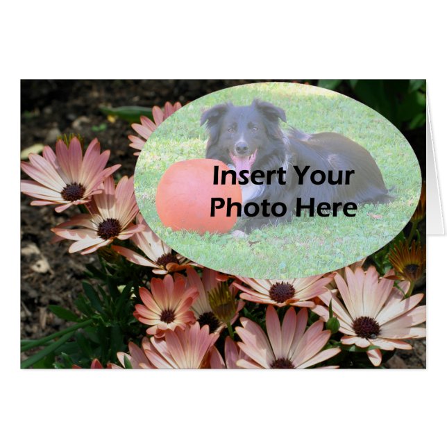 Pink African Daisies Floral Photo Card (Voorkant Horizontaal)