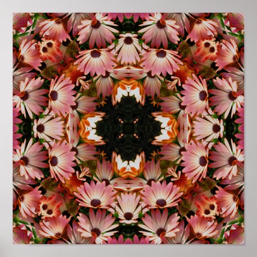Pink African Daisy Flowers Abstract Poster (Voorkant)