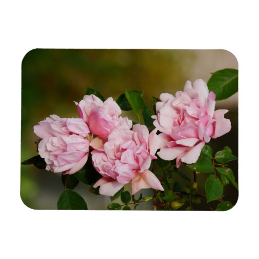 Pink Albertine Magnet Rose (Horizontal)