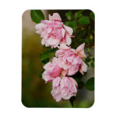 Pink Albertine Magnet Rose (Vertical)