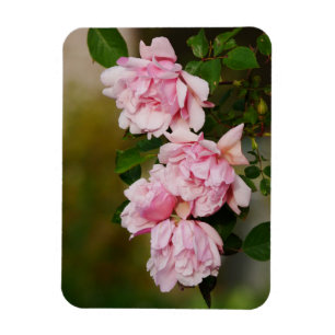 Pink Albertine Magnet Rose