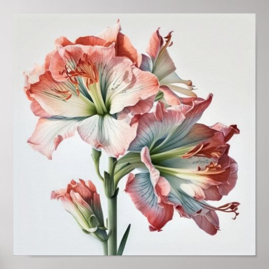 Pink Amaryllis Flower Art Imprimer Poster (Devant)