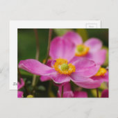 Pink Anemone Flower Briefkaart (Voorkant / Achterkant)