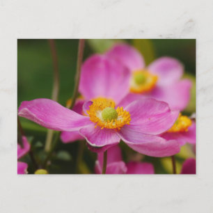 Pink Anemone Flower Briefkaart