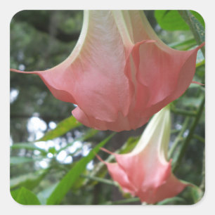 Pink Angels trompetbloemen Vierkante Sticker