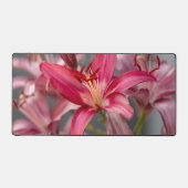 Pink Asiatic Lily, Flower Photography (Recto)
