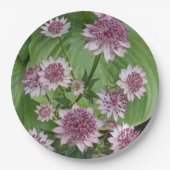 Pink Astrantia Blooms Floral Papieren Bordje (Voorkant)