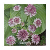 Pink Astrantia Blooms Floral Tegeltje (Voorkant)