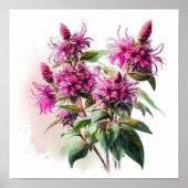 Pink Bee Balm Art Imprimer Poster (Devant)