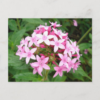 Pink Bouquet Briefkaart