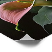 Pink Calla Lilies Lily Flower Art Imprimer Poster (Coin)