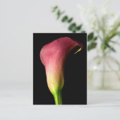 Pink Calla Lily Briefkaart (Staand voorkant)