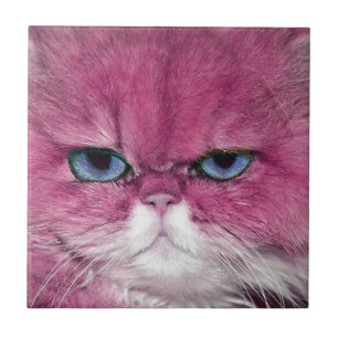 PINK CAT FIERCE LOOK CAT EYS, FUN PINK CAT TEGELTJE