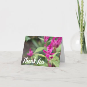 Pink Celosia Nature Photographie Merci Notes