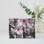 Pink Cherry Blossom Flowering Tree Post Card Briefkaart (Staand voorkant)