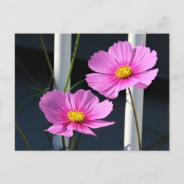 Pink Cosmos-Briefkaart Briefkaart