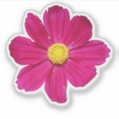PInk Cosmos Flower Sticker (Voorkant)