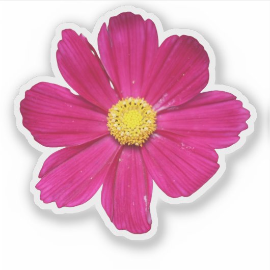 PInk Cosmos Flower Sticker (Voorkant)