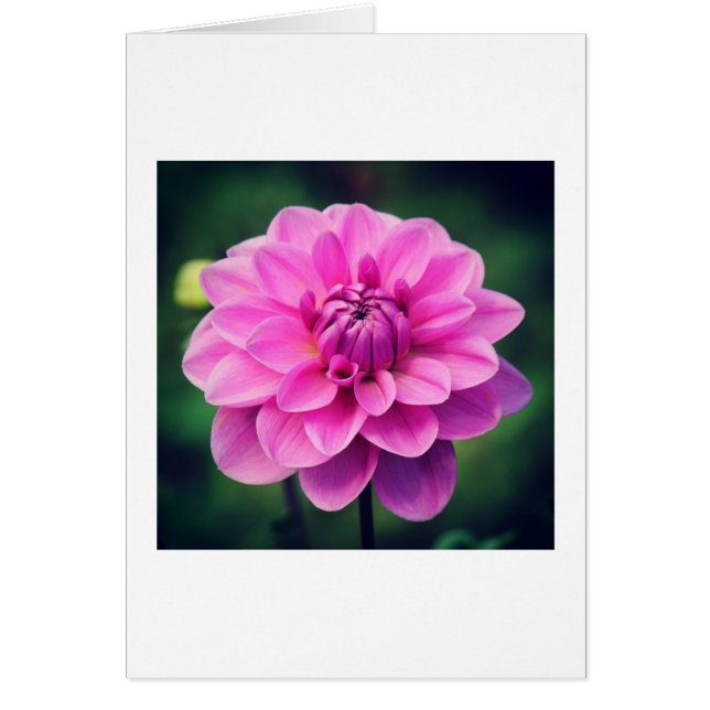 Pink Dahlia (Voorkant)