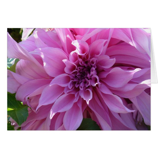 Pink Dahlia (Voorkant Horizontaal)
