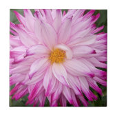 Pink Dahlia Bloom Floral Tegeltje (Voorkant)
