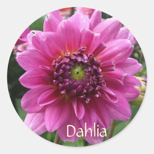Pink Dahlia Bloom Ronde Sticker (Voorkant)