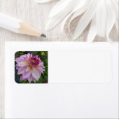 Pink Dahlia Etiket (Insitu)