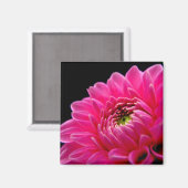 Pink Dahlia Magnet Magneet (Voorkant / Achterkant)
