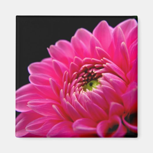 Pink Dahlia Magnet Magneet (Voorkant)