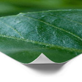 Pink Dahlia Poster (Hoek)