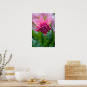 Pink Dahlia Poster (Keuken)